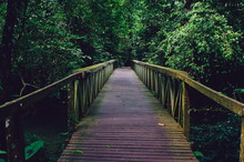 Wooden Bridge In Rain Forest Of Borneo
