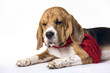 dog beagle in scarf on white background