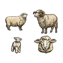 Vector Sketch Cartoon Style Sheep, Horned Ram Lamb And Sheep Head Set. Isolated Illustration On A White Background. Hand Drawn Animal Without Horns. Cattle, Farm Cloven-hoofed Livestock Animal