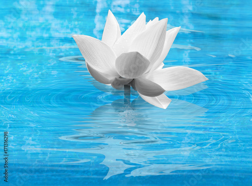 Fleur De Lotus En Noir Et Blanc Sur Eau Bleue Buy This