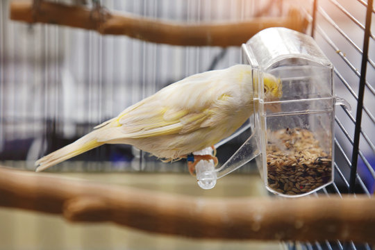 Fototapete -  - canari domestique en cage (Serinus canaria) mangeant graines