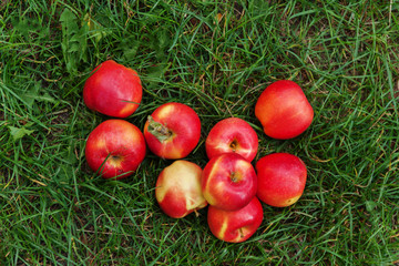 Wall Mural - red juicy apples on green grass