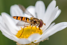 Hoverfly On A Daisy