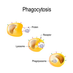 Wall Mural - Phagocytosis