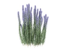 3d Rendering Of A Realistic Flower Bush From Front  View Isolated On White