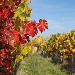 Sticker - Vignoble en automne