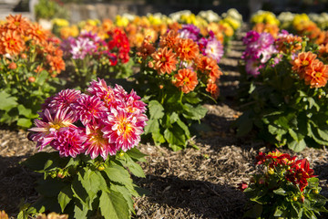 Wall Mural - Clourful flower in garden