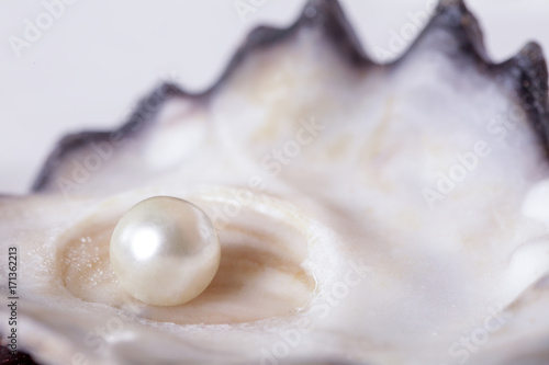 Fotomural Single pearl in an oyster shell