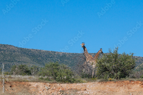 Plakat żyrafa w przyrodzie