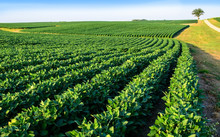Soybean Field In Central Illinois