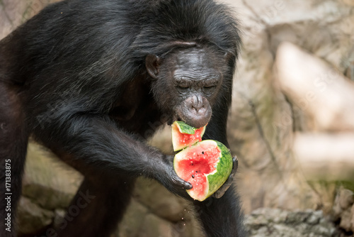 Plakat szympans jedzenie arbuza
