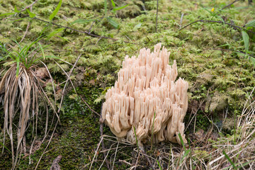 Canvas Print - Coral mushroom, Ramaria pallida growing among moss