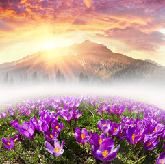Fotomurales - Floral mountain spring