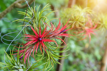 Tillandsia air plant in the nature.