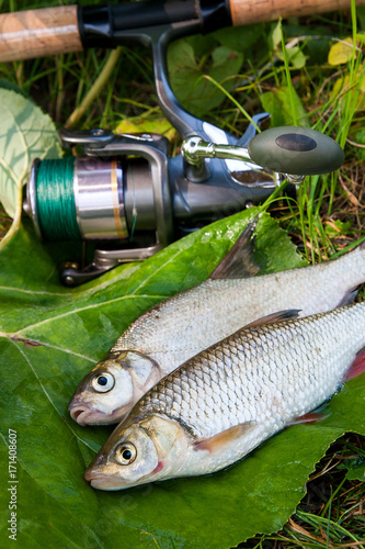 bream fishing rod and reel