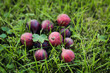 A few purple berries of gooseberries lying on green grass, closeup