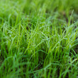 Texture of fresh green grass with rain drops, close-up, selective focus