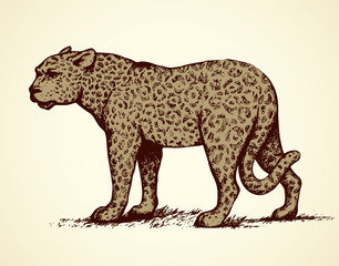 Wall Mural - Leopard. Vector illustration