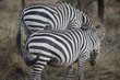 Africa, safari, zebre, Tanzania, Serengeti, savana, steppa, posteriore