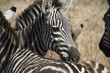 Zebre, Africa, Safari, pascolo, Tanzania, criniera, testa, savana