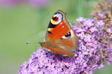 Fototapeta Londyn - Schmetterling auf Schmetterlingsstrauch