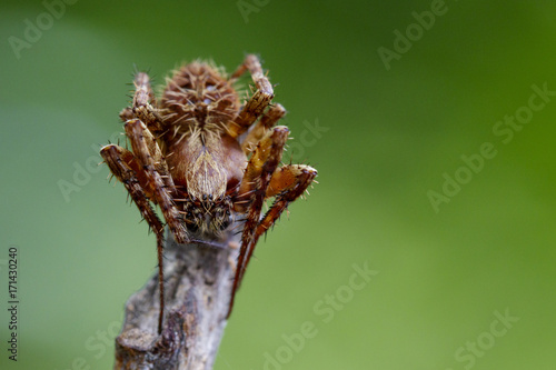 Plakat Obraz Eriophora sp cf Novakiella lub Orb-tkactwo Pająk lub Kula Weaver (Novakiella trituberculosa) na suche gałęzie. Owad zwierzę