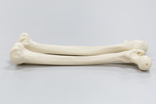 Thigh Bone Free Stock Photo - Public Domain Pictures