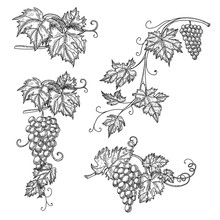 Hand Drawn Set Vector Illustration Of Branch Grapes. Vine Sketch Isolated On White Background.