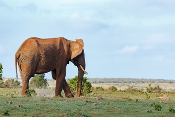 Wall Mural - Elephant standing and kicking the dust