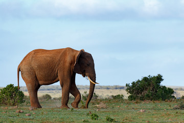 Wall Mural - Elephant using his leg and trunk to scoop up a plant from the ground