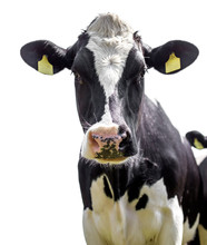  Cow On A White Background
