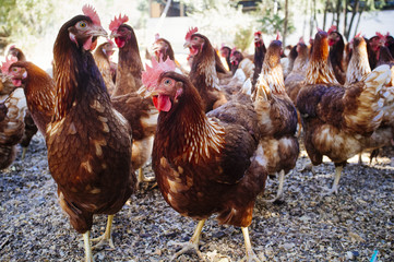 Wall Mural - Industrial chicken hen