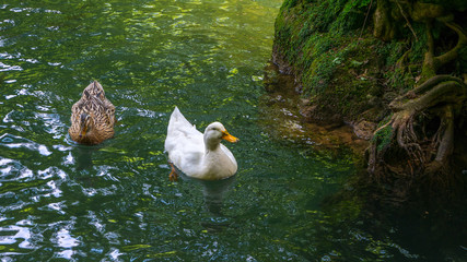 Wall Mural - white and brown ducks are swimming in a pond. turkey
