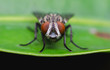blow fly, carrion fly or insect fly on green leaves. portrait  on insect face.
