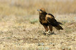 Western marsh harrier. Circus aeroginosus