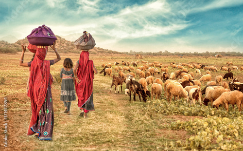 group rural girl going back to there house with flock of sheeps Tableau sur Toile