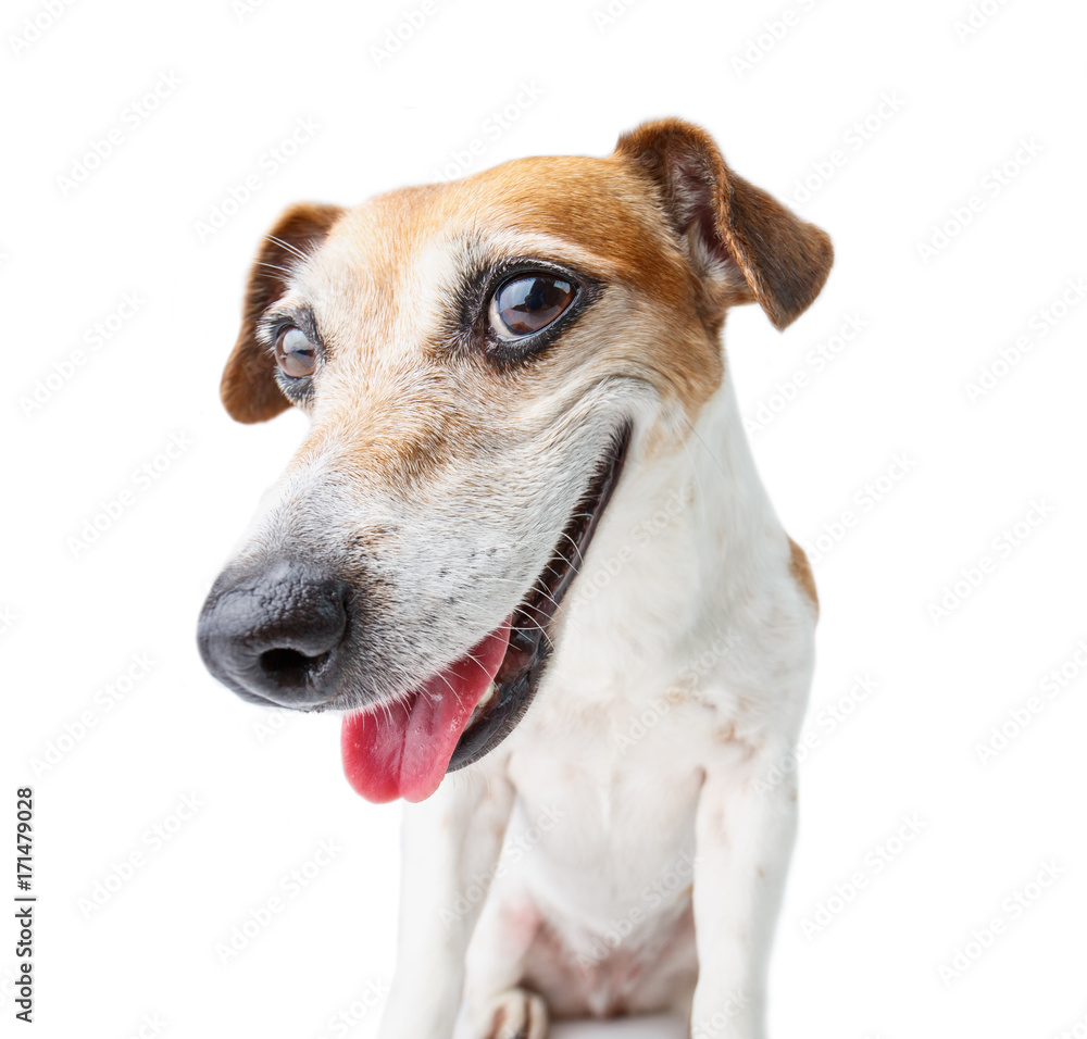 confident dog muzzle staring to you! Smiling happy Jack Russell terrier. White background - obrazy, fototapety, plakaty 
