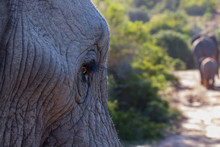 A Close Up Of The Matriarchal Elephants Eye As She Watches The Younger Elephants Of The Herd Walk Through The Bush In The Eastern Cape Game Reserves Of South Africa
