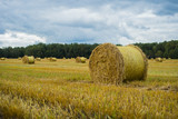 Fototapeta  - Hay bale. Agriculture field with sky. Rural nature in the farm land. Straw on the meadow. Wheat yellow golden harvest in summer. Countryside natural landscape. Grain crop, harvesting.