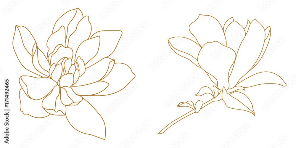 Set of golden graphical magnolia flower. Vector. - obrazy, fototapety, plakaty 