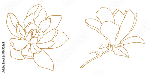 Fotomural Set of golden graphical magnolia flower. Vector.