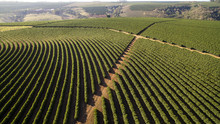 Aerial View Coffee Plantation In Minas Gerais State - Brazil