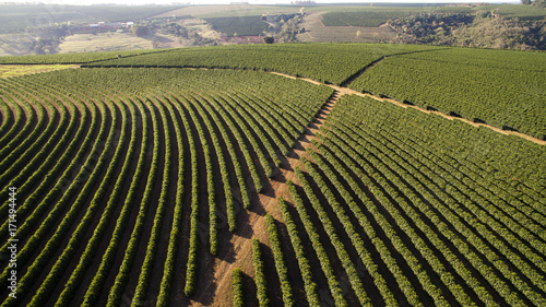 Cuadros en Lienzo Aerial view coffee plantation in Minas Gerais state - Brazil
