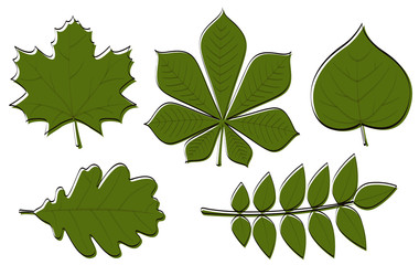 Wall Mural - collection of hand drawn leaves isolated on white background. vector.
