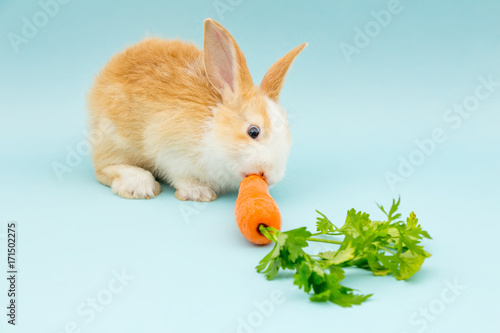 Zdjęcie XXL Urocza królika