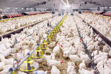 Wall Mural - Indoors chicken farm, chicken feeding