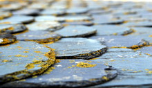 Shallow Focus Shot Of Slate Tiles On A Flat Roof Covered In Lichen