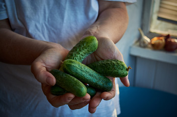 female farmer holds fresh organic cucumbers in her hands.