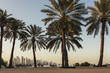 © Photography by Maja Topcagic/Stocksy - Doha skyline between palm trees