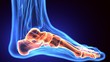 © PIC4U - 3d rendering medical illustration of the feet bone